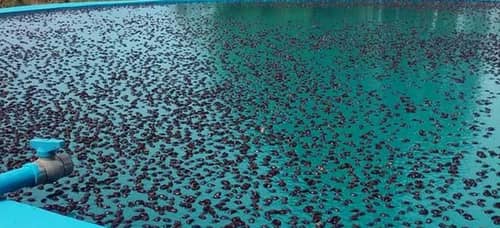 حمله عجیب سوسک ها به 4 شهر!+عکس حمله عجیب سوسک ها به 4 شهر!+عکس