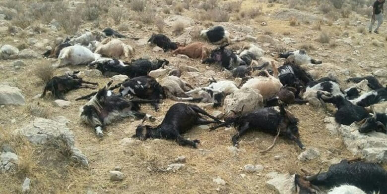 ۷۵۰ رأس دام در یکی از روستاهای گلستان تلف شدند.