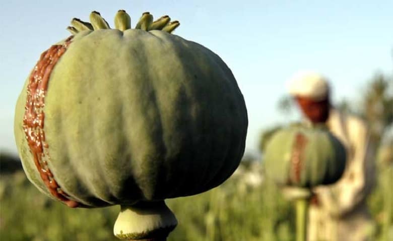 معتادان ایران نگران موضوع کشت خلخال شده اند.