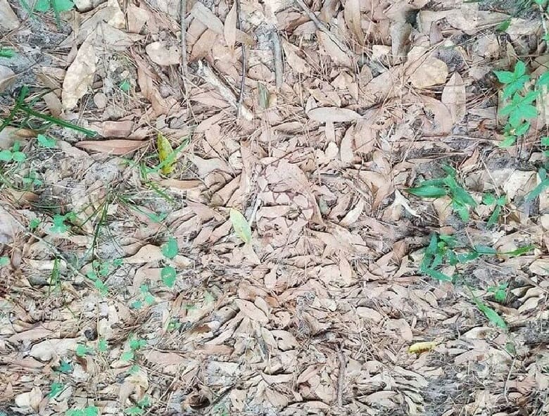 مار را در این تصویر پیدا کنید.