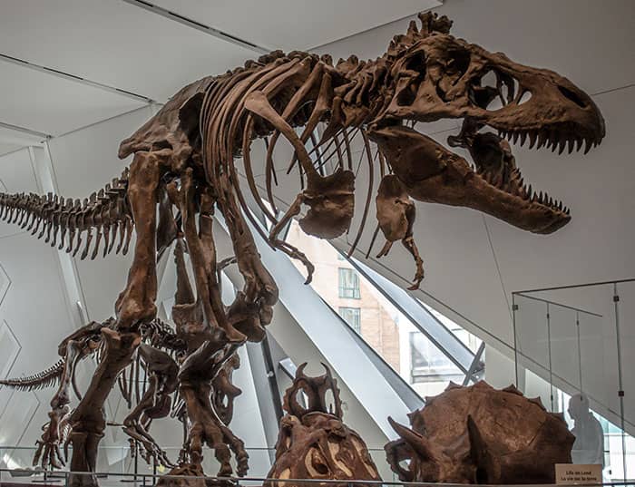 دایناسورها بین 245 میلیون سال تا 66 میلیون سال پیش زندگی می کردند