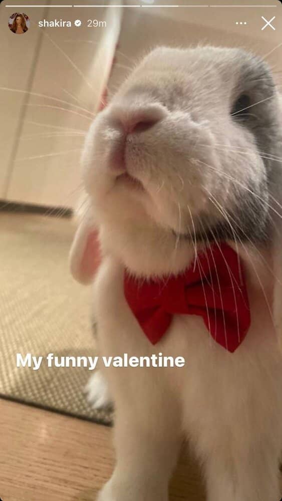 ولنتاین متفاوت “شکیرا” در کنار عشق جدیدش! /عکس