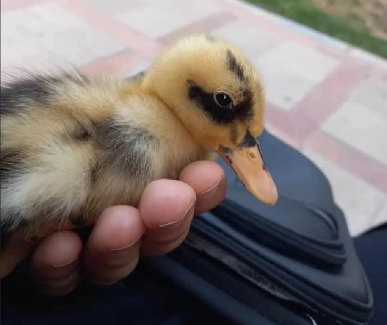 صهبا شرافتی روناک نون. خ حیوان خانگی دارد.