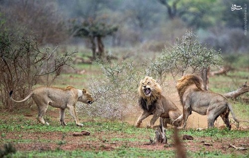 دو شیر نر بر سر شیر ماده با هم جنگیدند.